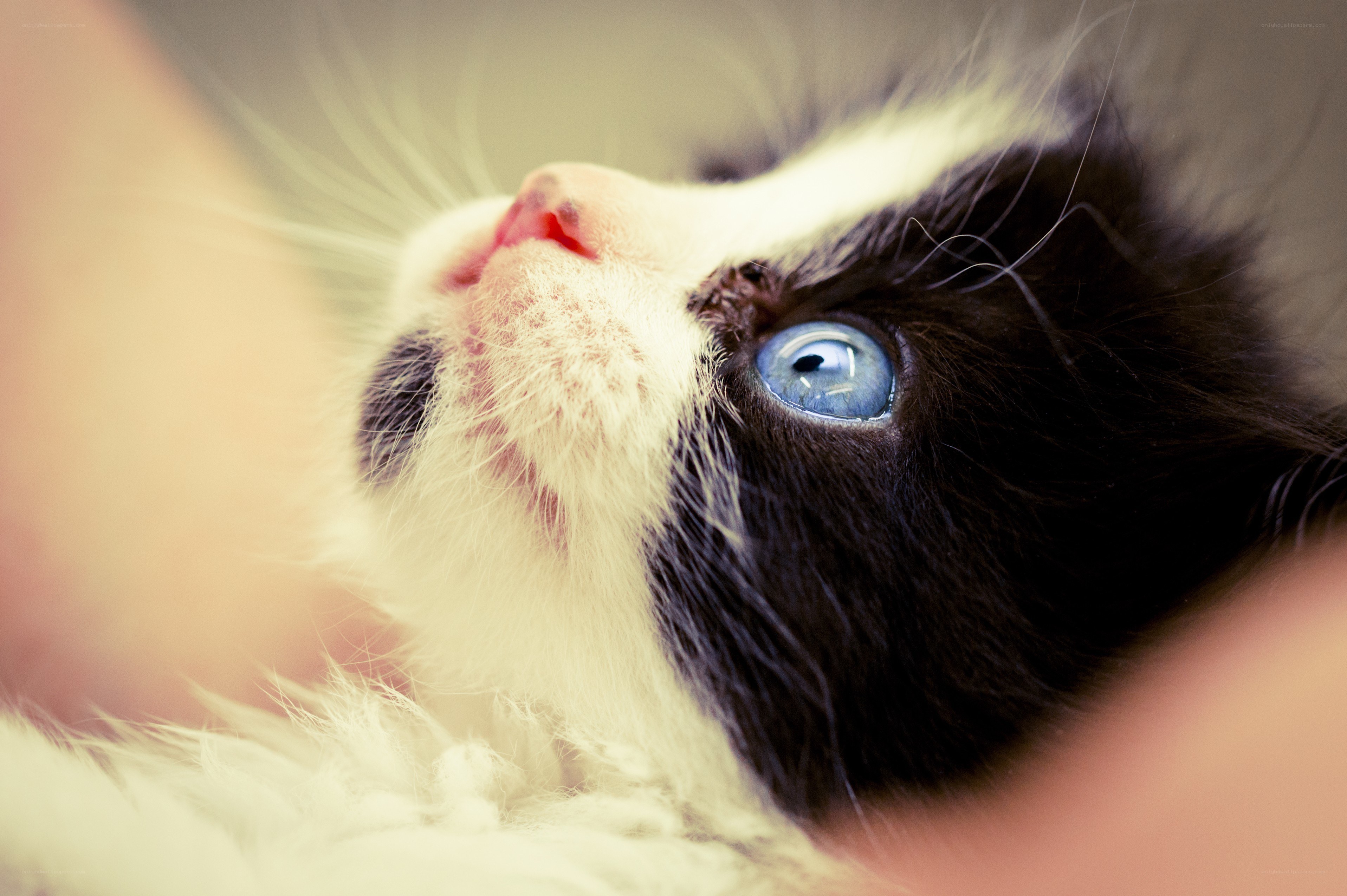 kitten with blue eyes