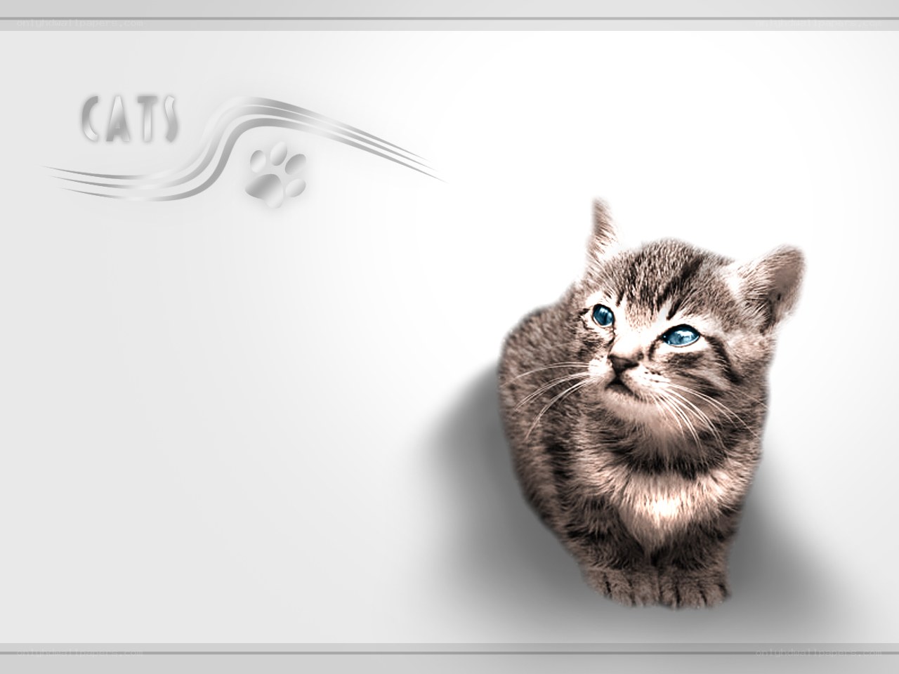 kitten with blue eyes