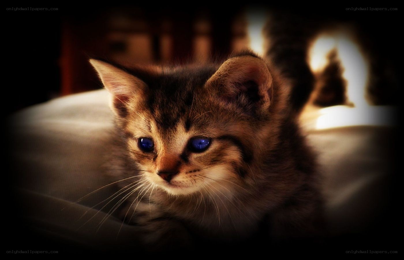kitten with blue eyes