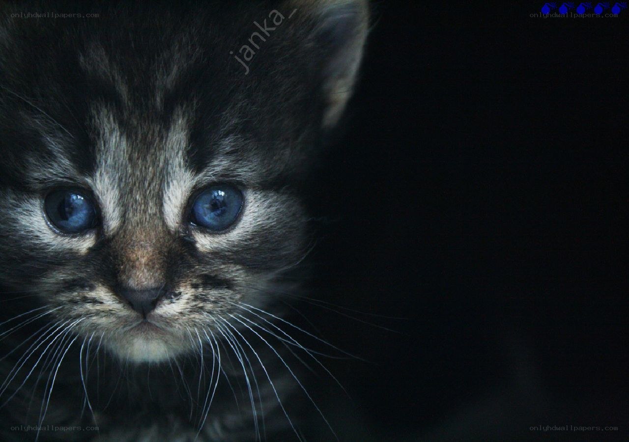 kitten with blue eyes