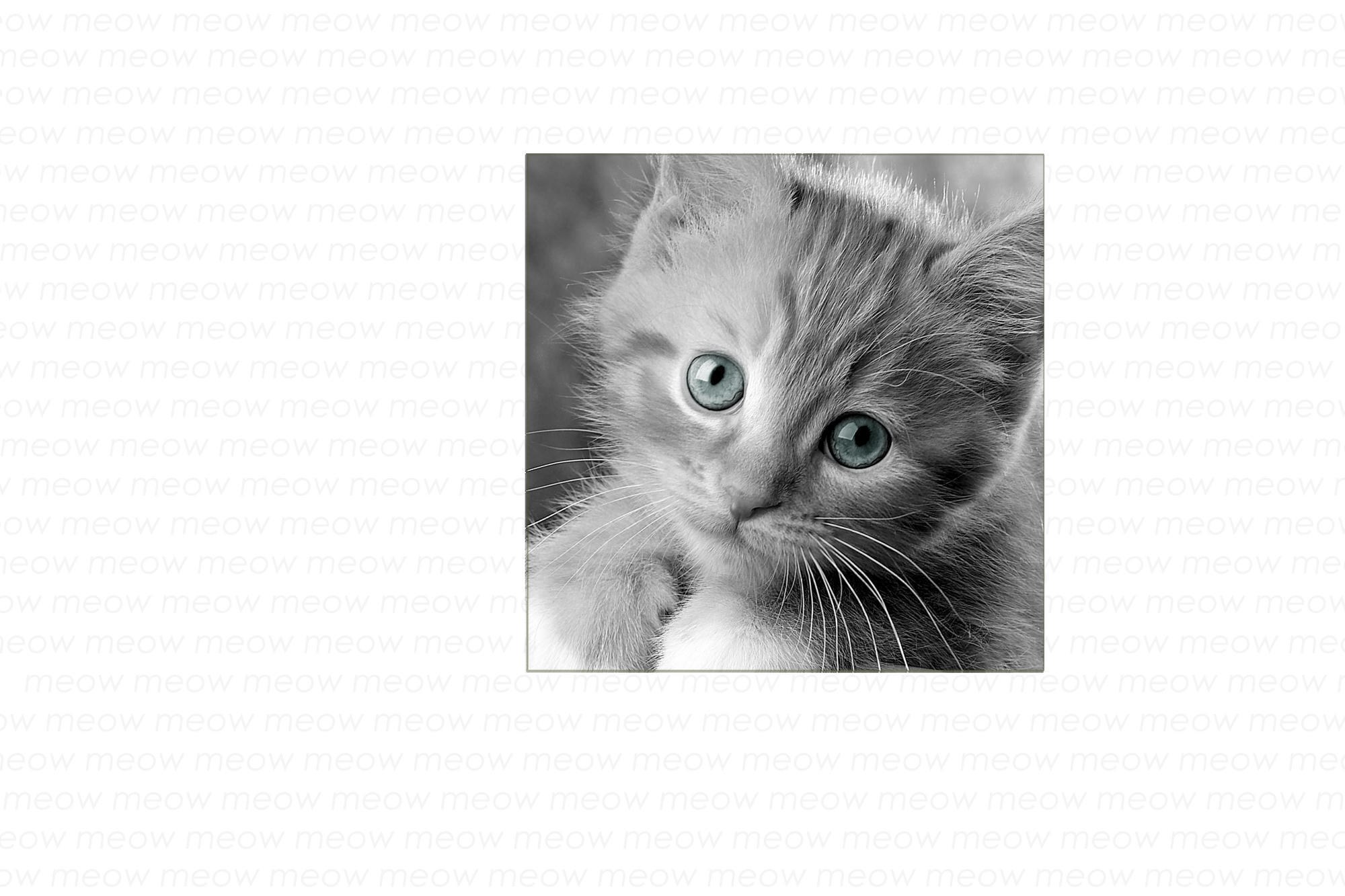 kitten with blue eyes