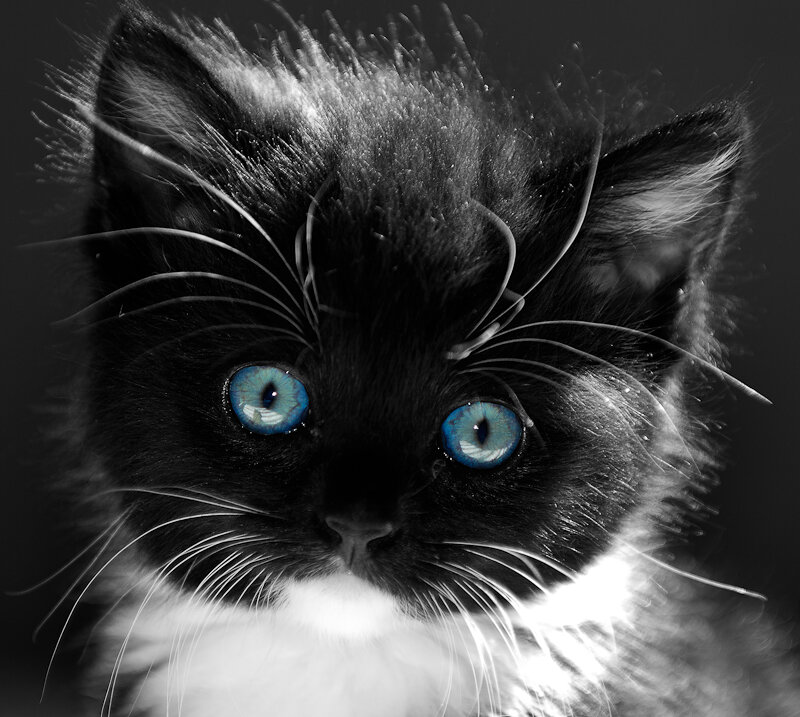 kitten with blue eyes