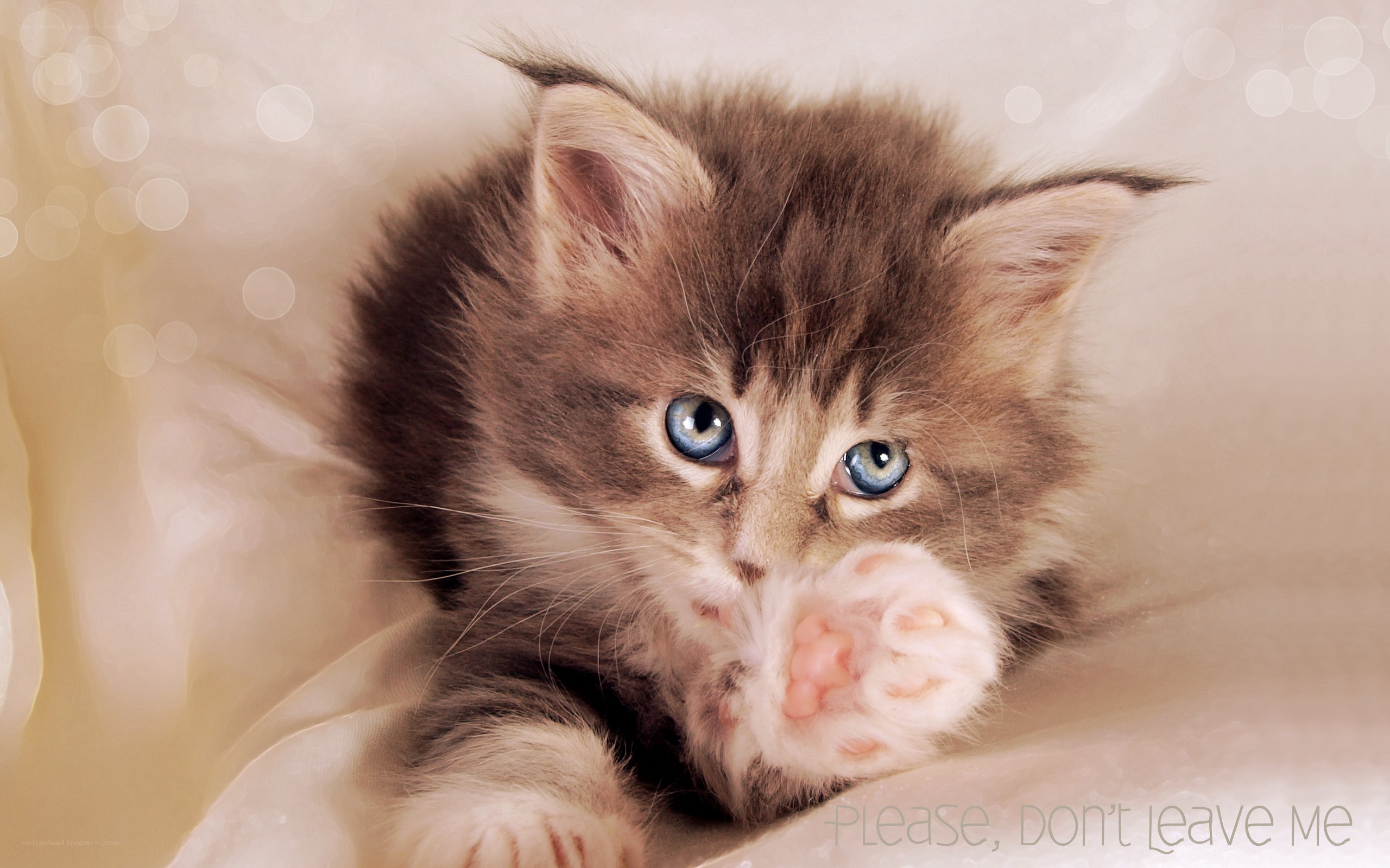 kitten with blue eyes