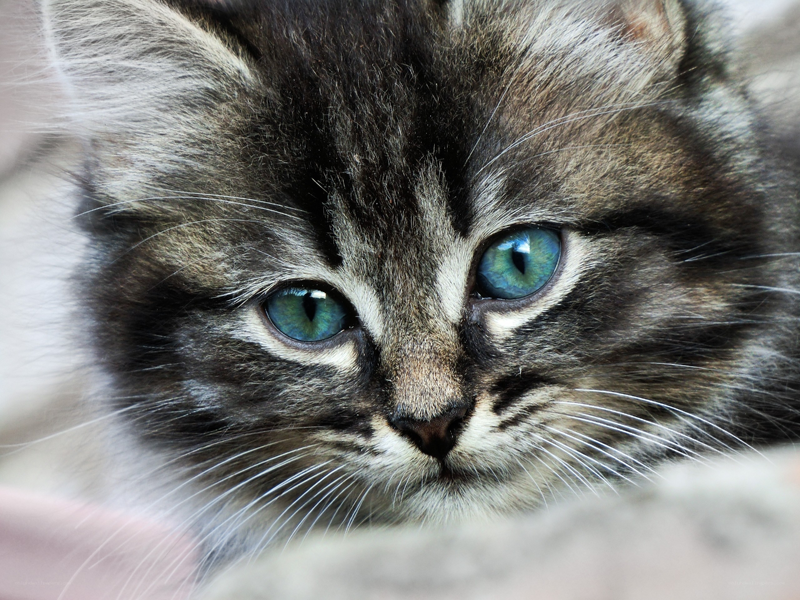 kitten with blue eyes
