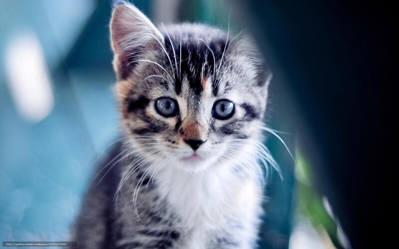 kitten with blue eyes