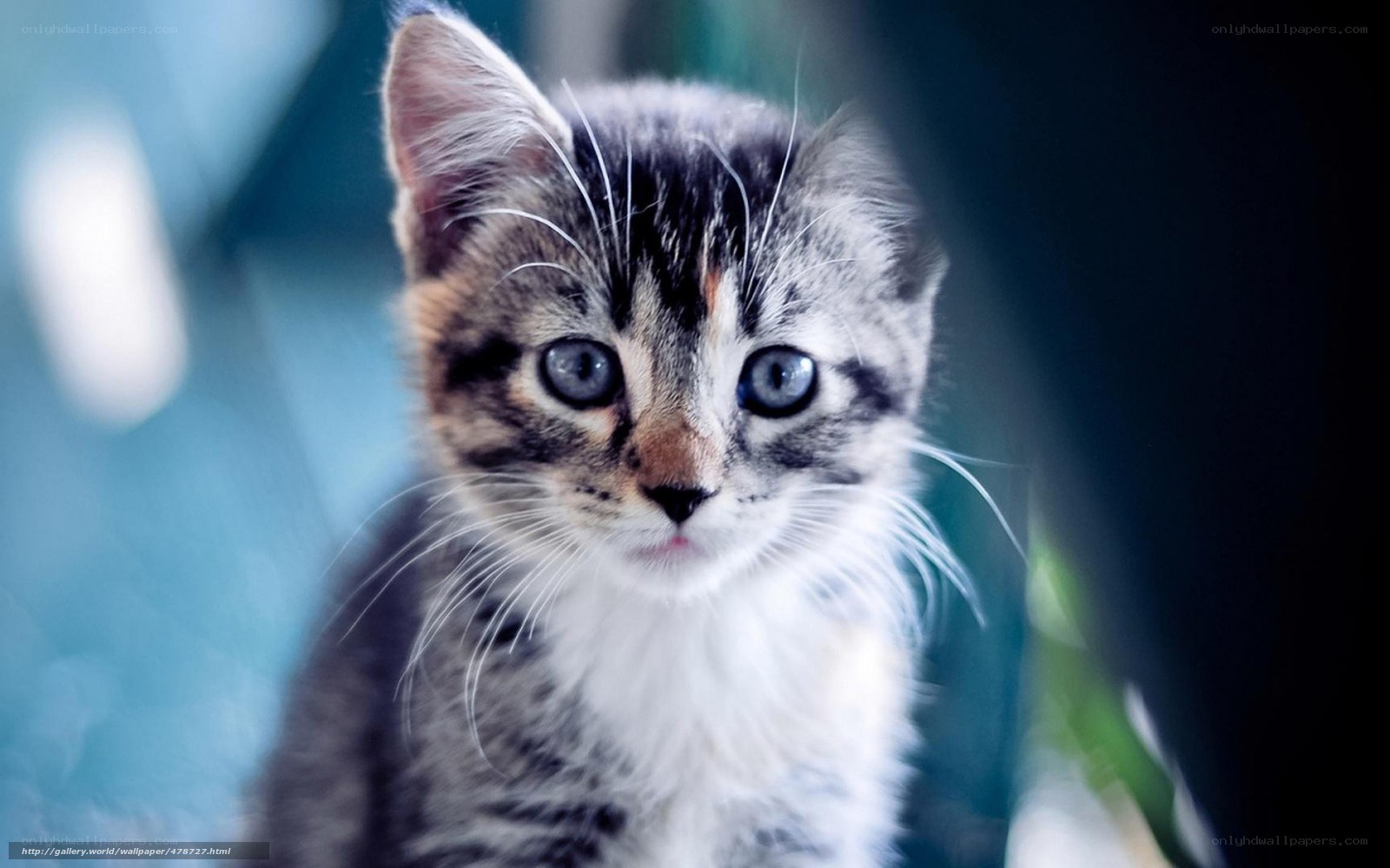 kitten with blue eyes