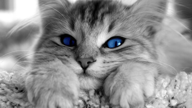 Kitten with Blue Eyes — Black, Calm