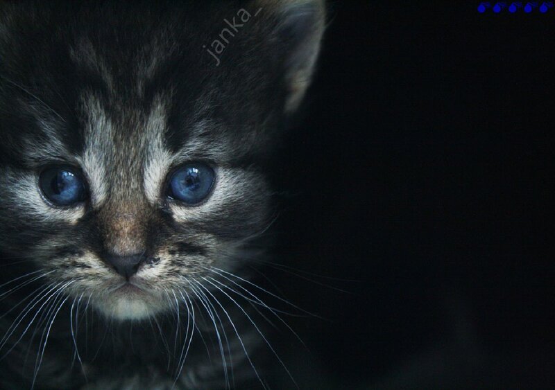 Kitten with Blue Eyes — Black, Dramatic, Night
