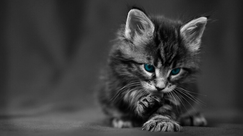 Kitten with Blue Eyes — Black, Dramatic