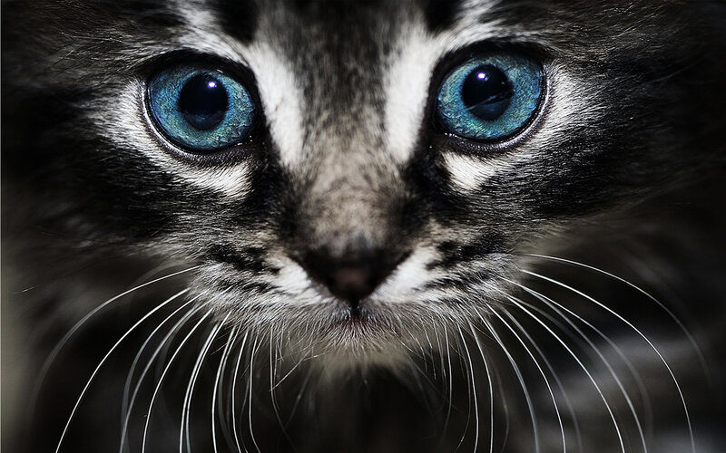 Kitten with Blue Eyes — Black, Intense