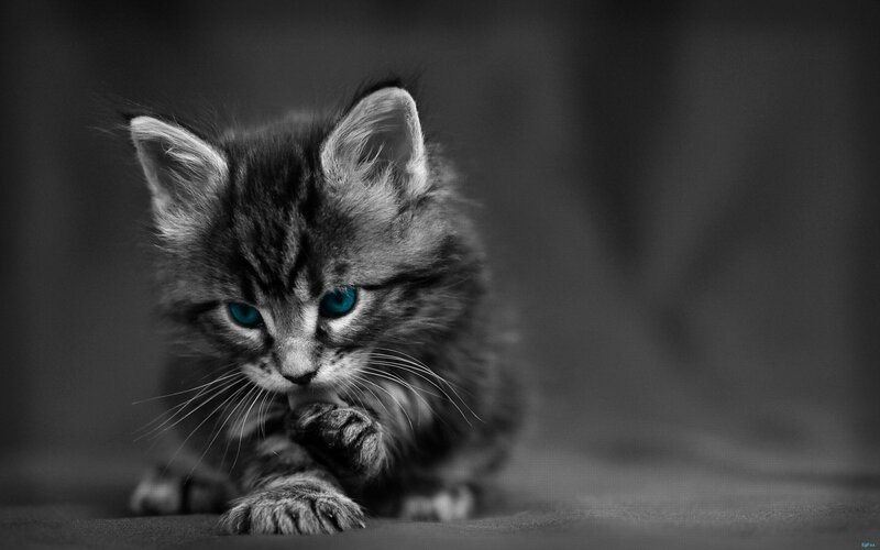 Kitten with Blue Eyes — Black