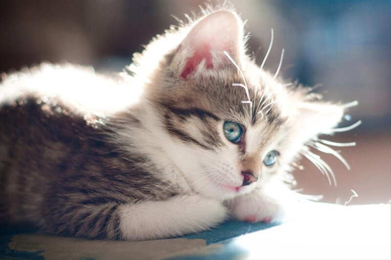 Kitten with Blue Eyes — Brown, Calm, Afternoon