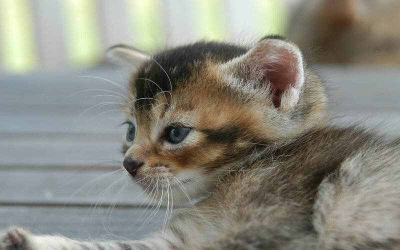 Kitten with Blue Eyes — Brown, Calm, Photograph