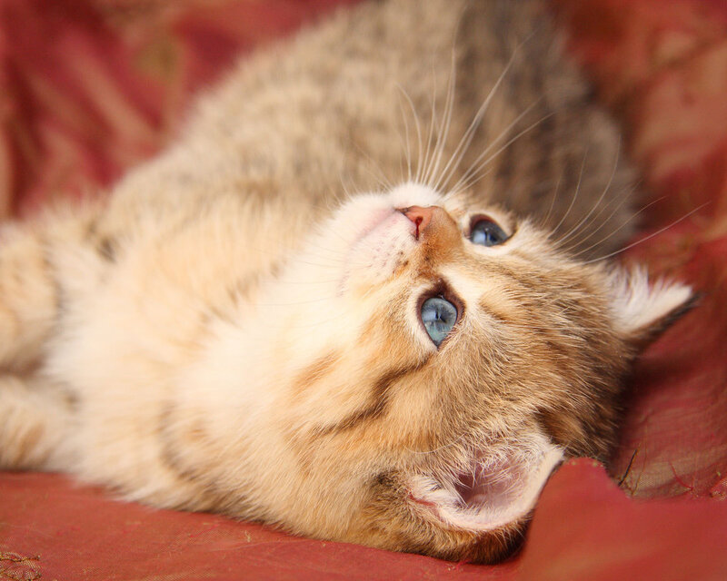 Kitten with Blue Eyes — Brown, Calm