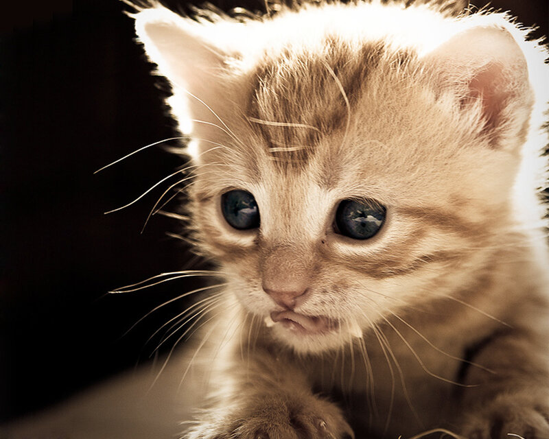 Kitten with Blue Eyes — Brown, Dramatic, Photograph