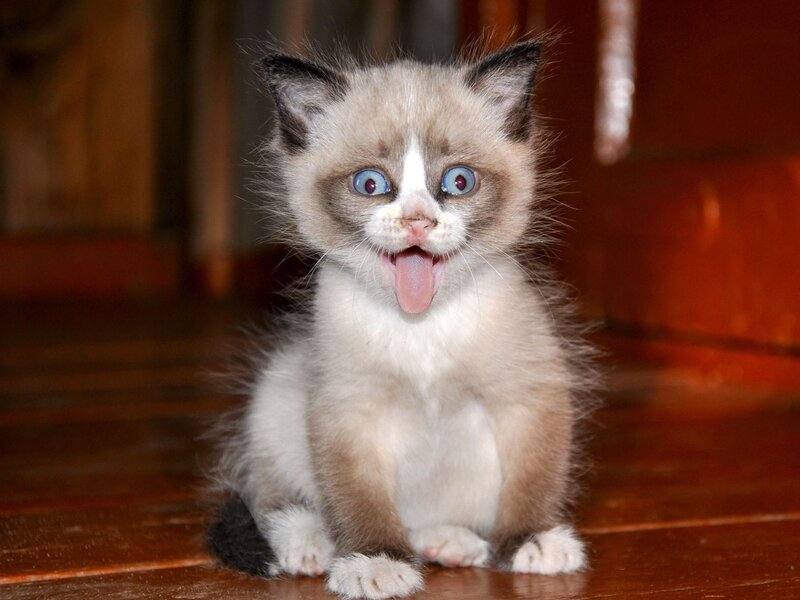 Kitten with Blue Eyes — Brown, Playful