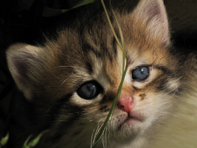 Kitten with Blue Eyes — Brown