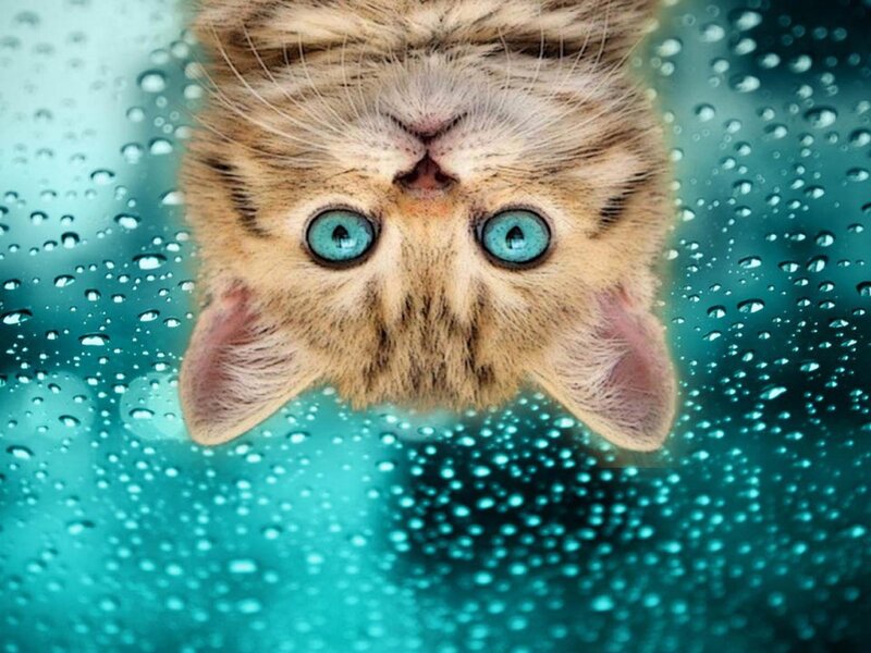 Kitten with Blue Eyes — Curious, Photograph, Raindrops