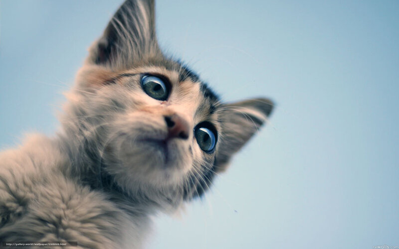 Kitten with Blue Eyes — Curious, Photograph, Sky