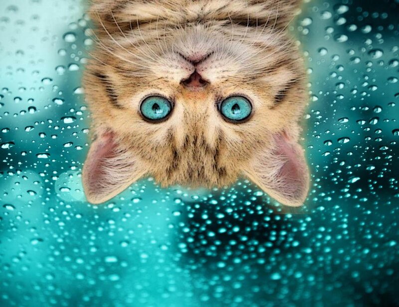 Kitten with Blue Eyes — Curious, Photograph