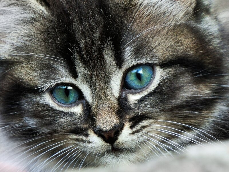 Kitten with Blue Eyes — Gray, Calm