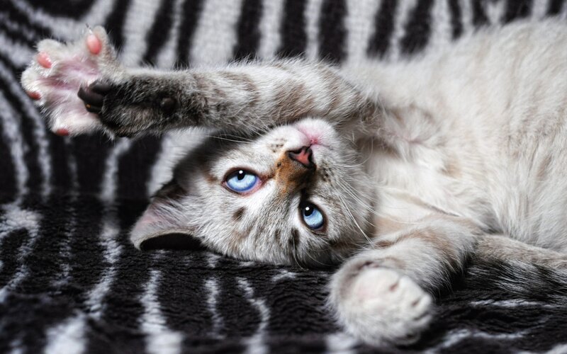Kitten with Blue Eyes — Gray, Playful