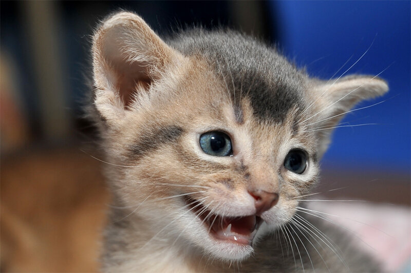 Kitten with Blue Eyes — Gray