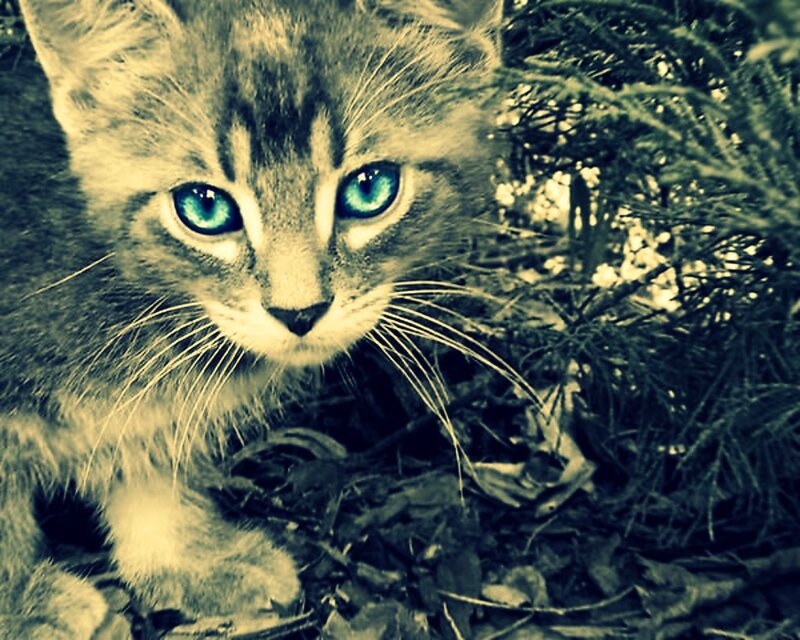 Kitten with Blue Eyes — Green