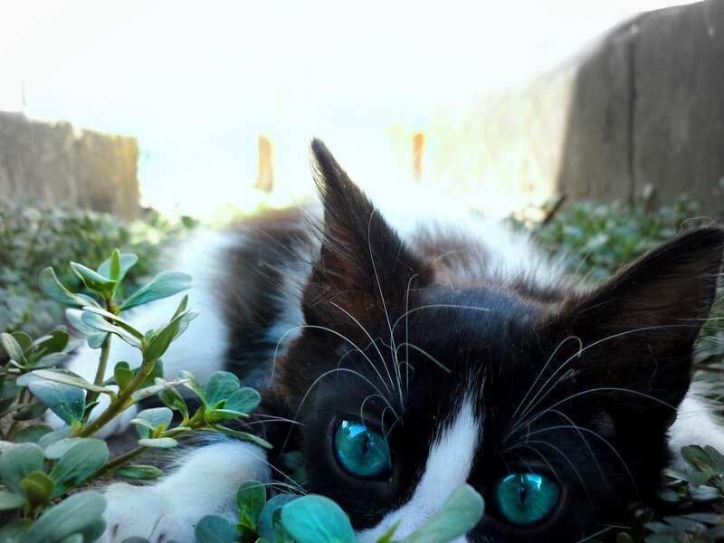 kitten with blue eyes in plants