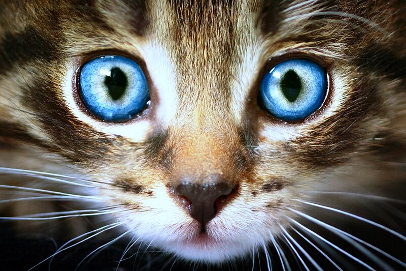 Kitten with Blue Eyes — Intense
