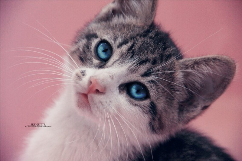 Kitten with Blue Eyes — Pink, Calm