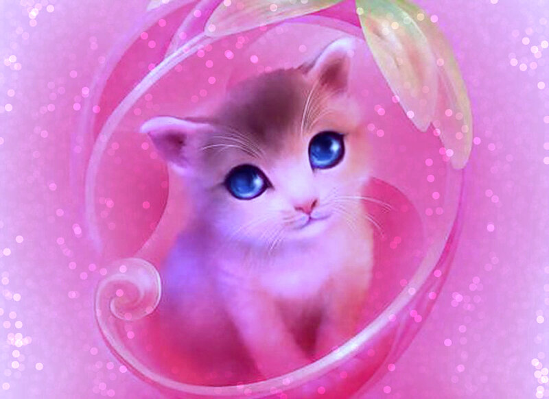 Kitten with Blue Eyes — Pink, Dreamy