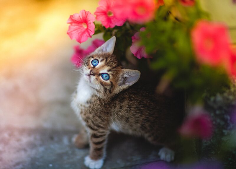 Kitten with Blue Eyes — Pink, Serene