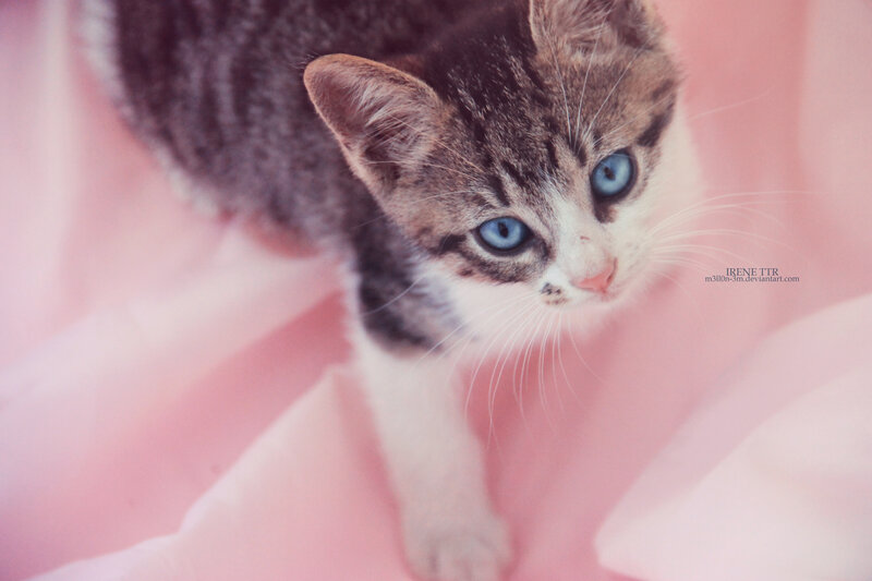 Kitten with Blue Eyes — Pink
