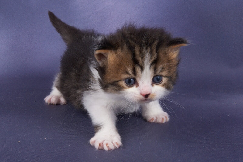 Kitten with Blue Eyes — Purple