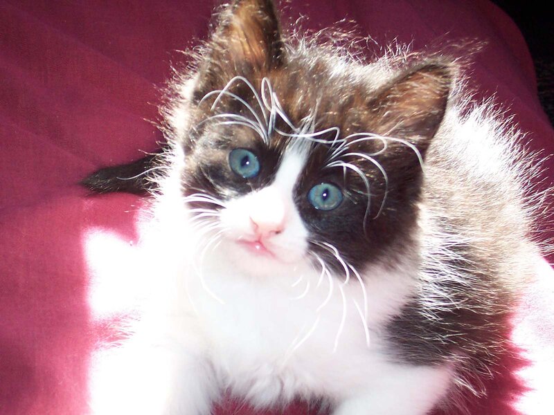 Kitten with Blue Eyes — White, Calm