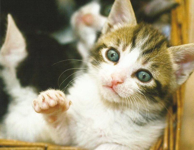 Kitten with Blue Eyes — White, Curious, Photograph