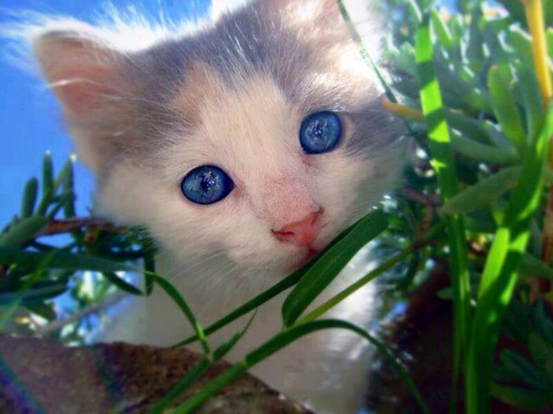 Kitten with Blue Eyes — White, Curious
