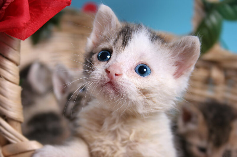 Kitten with Blue Eyes — White, Innocent