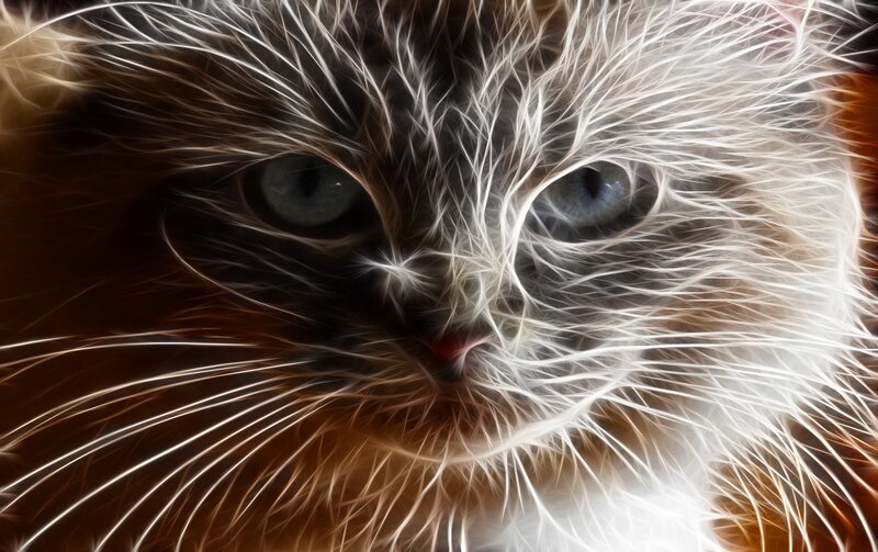 Kitten with Blue Eyes — White, Intense, Digital Art