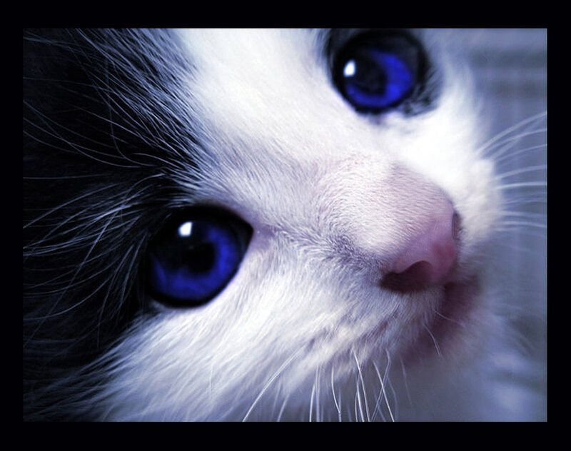 Kitten with Blue Eyes — White, Intense