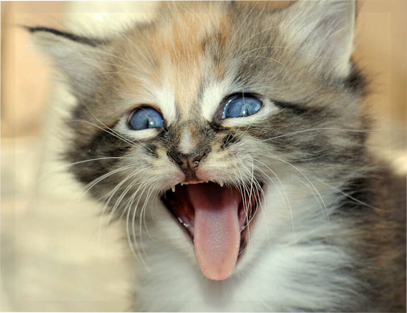 Kitten with Blue Eyes — White, Playful