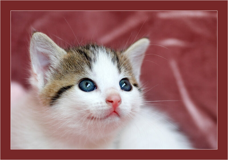 Kitten with Blue Eyes — White