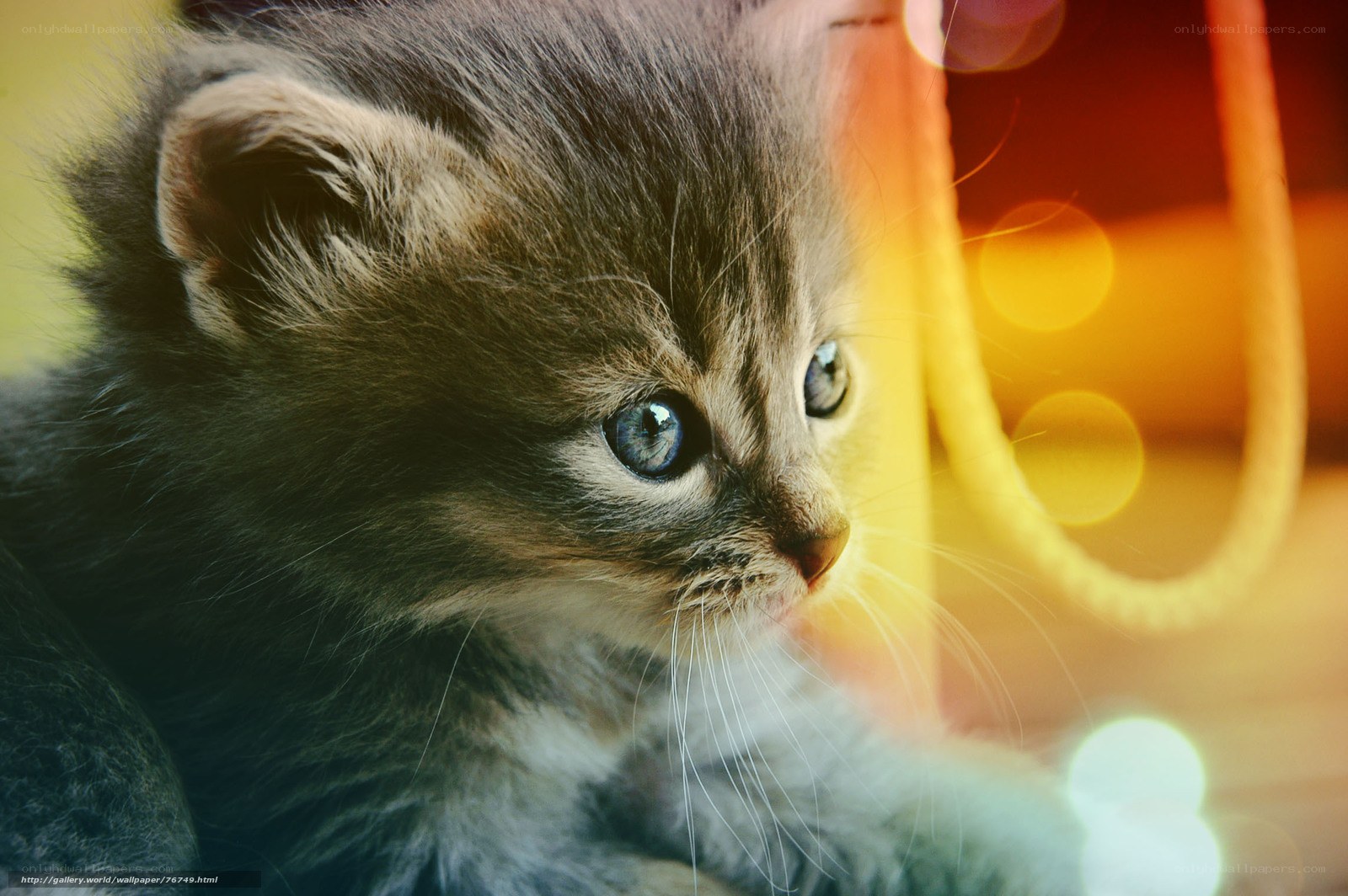 kitten with blue eyes