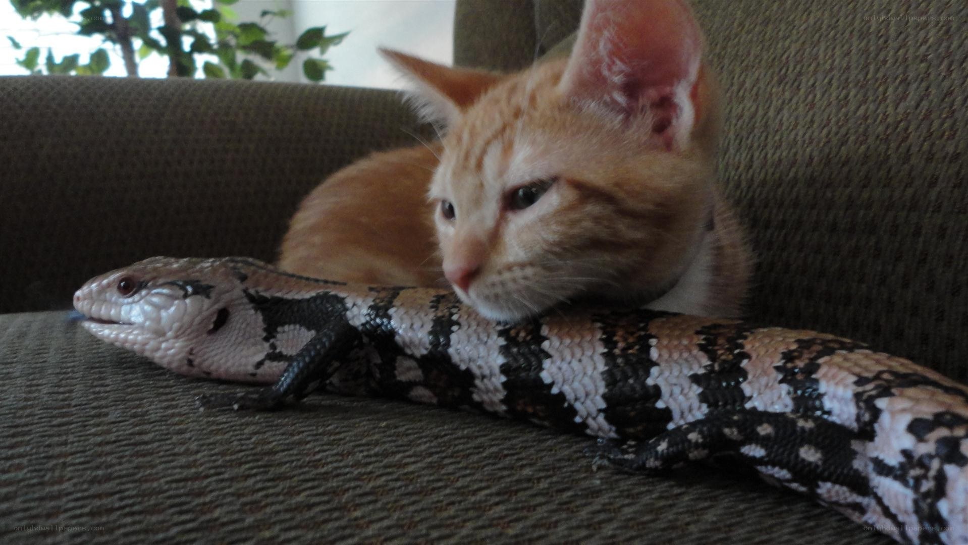 kitten with blue-tongued skink