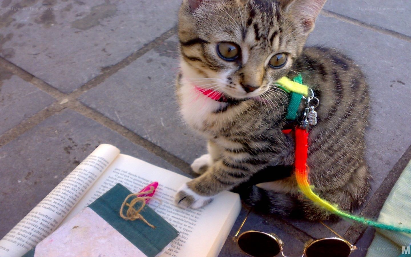 kitten with book and sunglasses