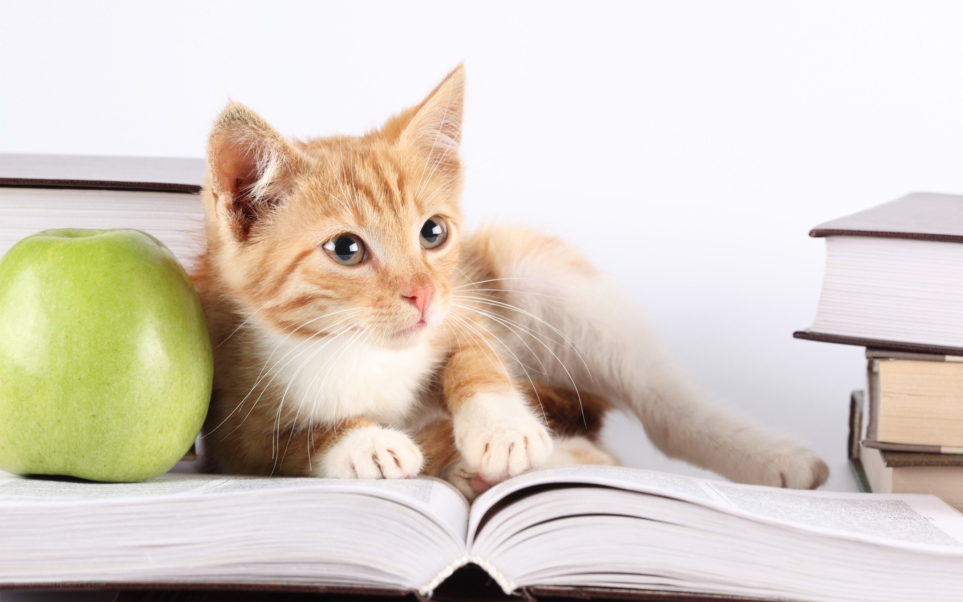 kitten with books and apple