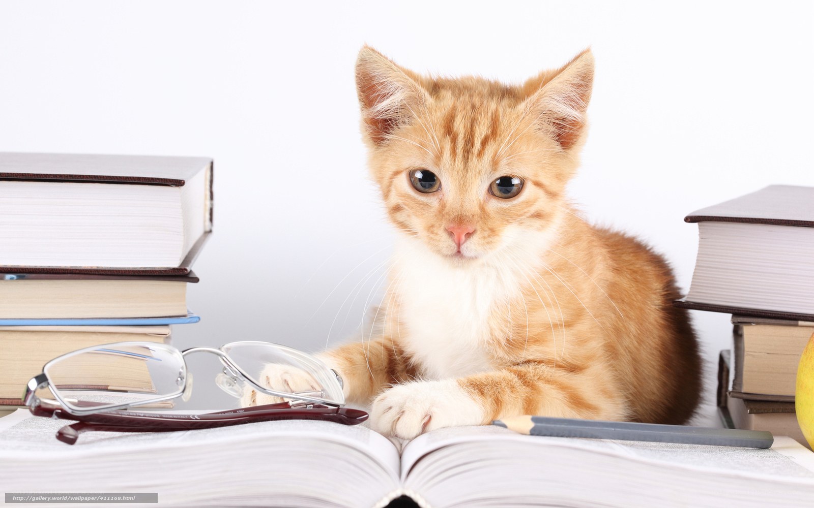 kitten with books and glasses