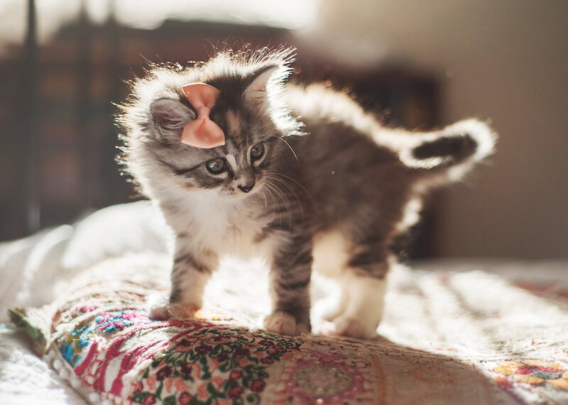Kitten with Bow — Gray