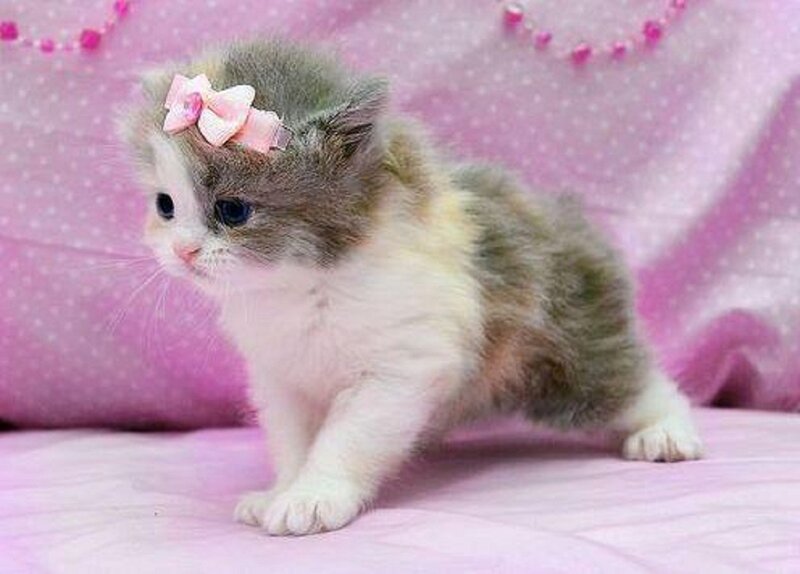 Kitten with Bow